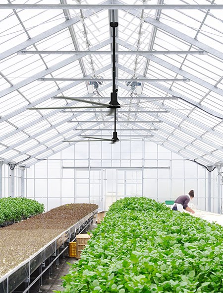 hvls ceiling fans for greenhouse