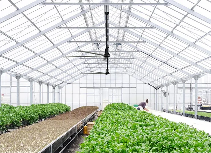 Ventilatori HVLS in applicazioni agricole