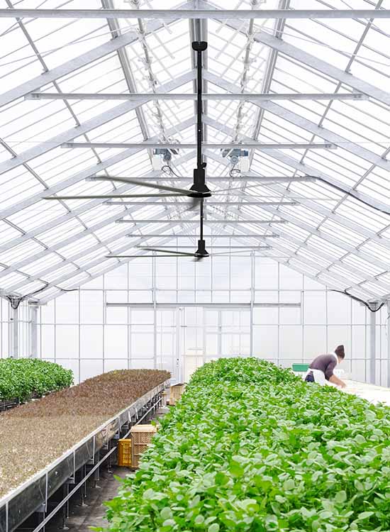 HVLS Fans in Agricultural Applications