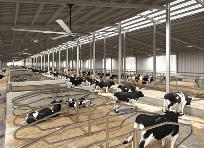 hvls fans in the agricultural cattle barn